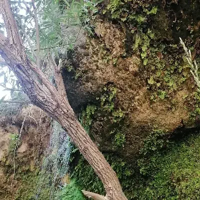 تور. مسافرت|تور و چارتر|شیراز, هفت تنان|دیوار