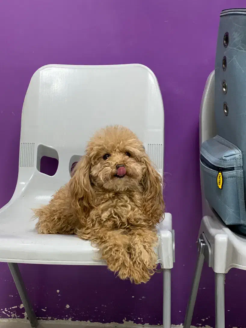 سگ پودل|سگ|تهران, دریاچه شهدای خلیج فارس|دیوار