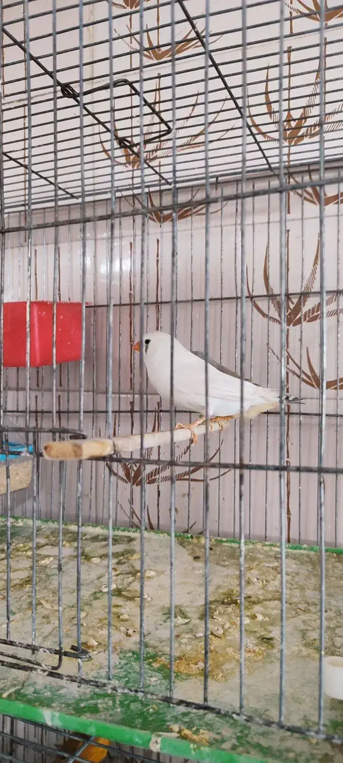 جفت فنج سوپر کینگ|پرنده|مرودشت, ابوذر شمالی‎|دیوار