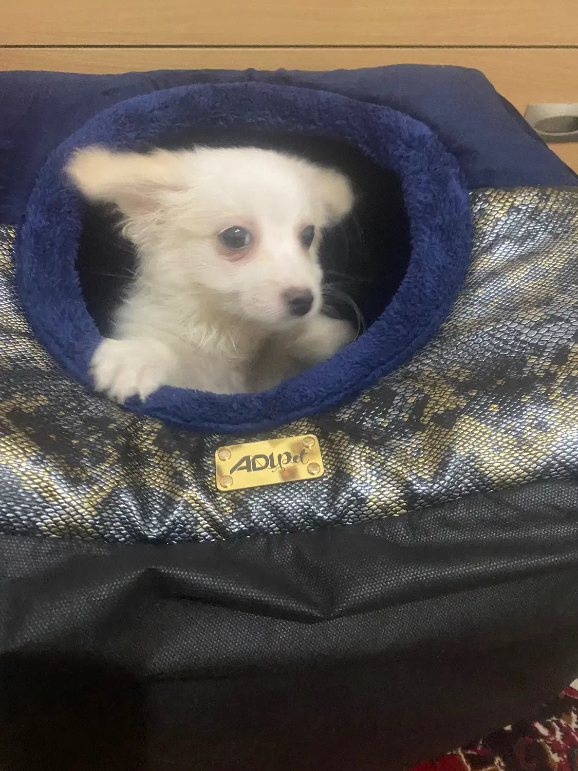 پامر خرسی|سگ|شهریار, شهریار|دیوار