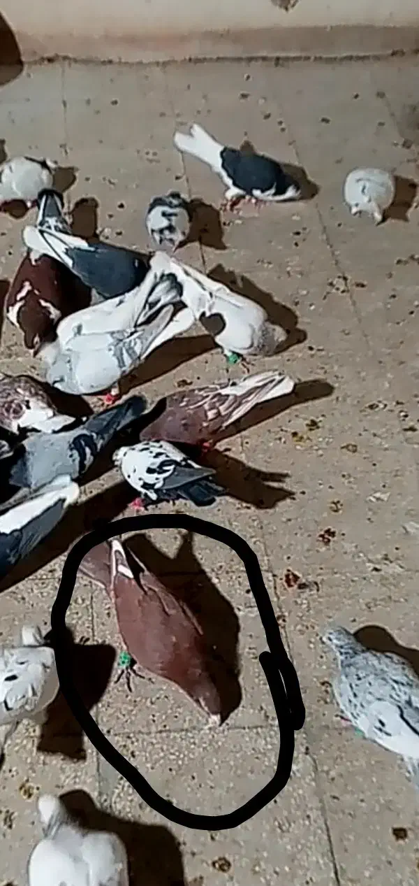 کبوتر گمشده|حیوانات|سبزوار, طبرسی (جعفرآباد)|دیوار