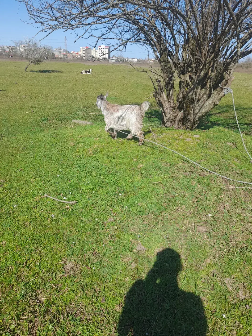 بزه ماده|حیوانات مزرعه|رشت, هلال احمر|دیوار