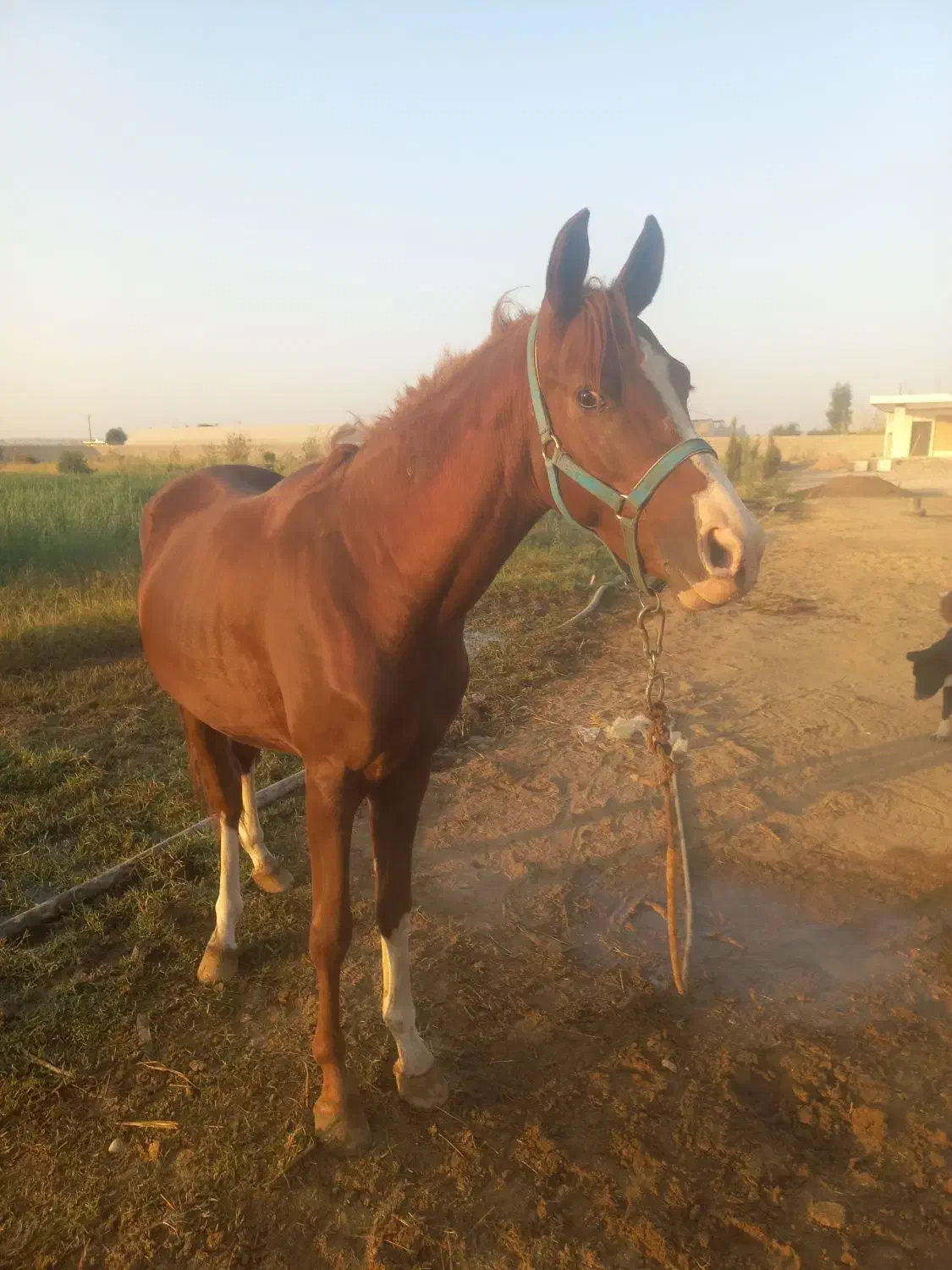 اسب|اسب و تجهیزات اسب‌سواری|شوشتر, |دیوار