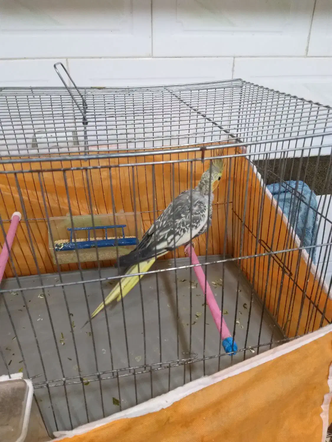 عروس|پرنده|شوشتر, |دیوار