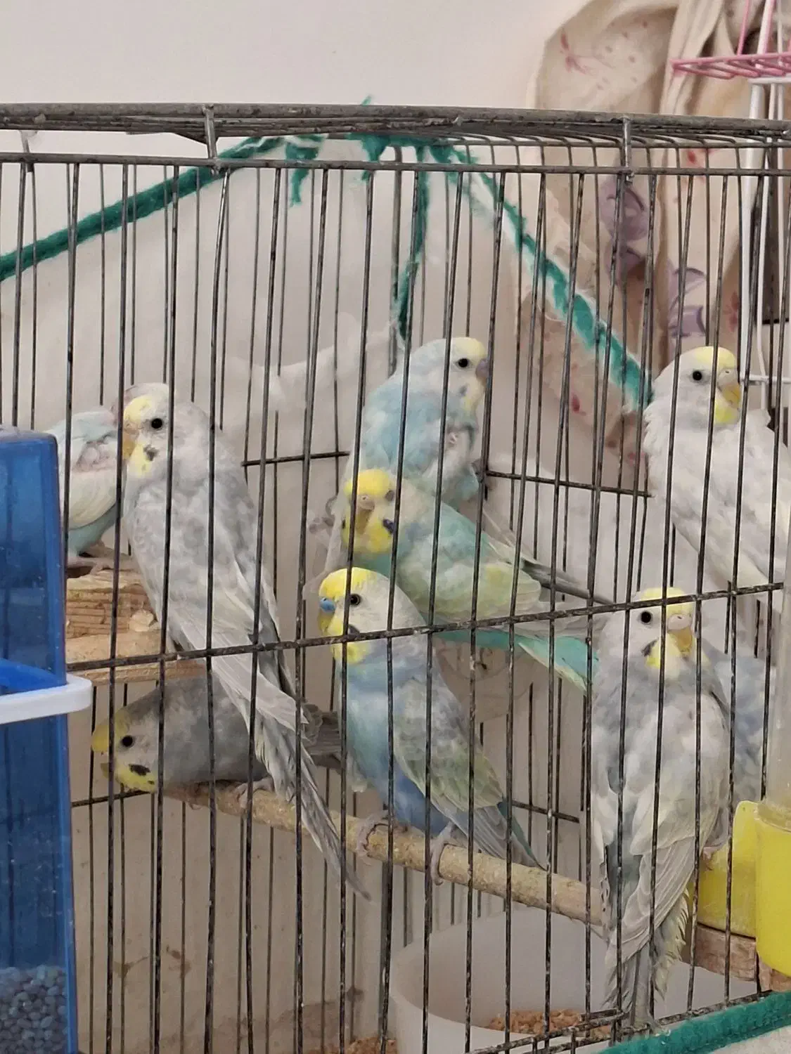 مرغ عشق رینبو|پرنده|گنبد کاووس, |دیوار