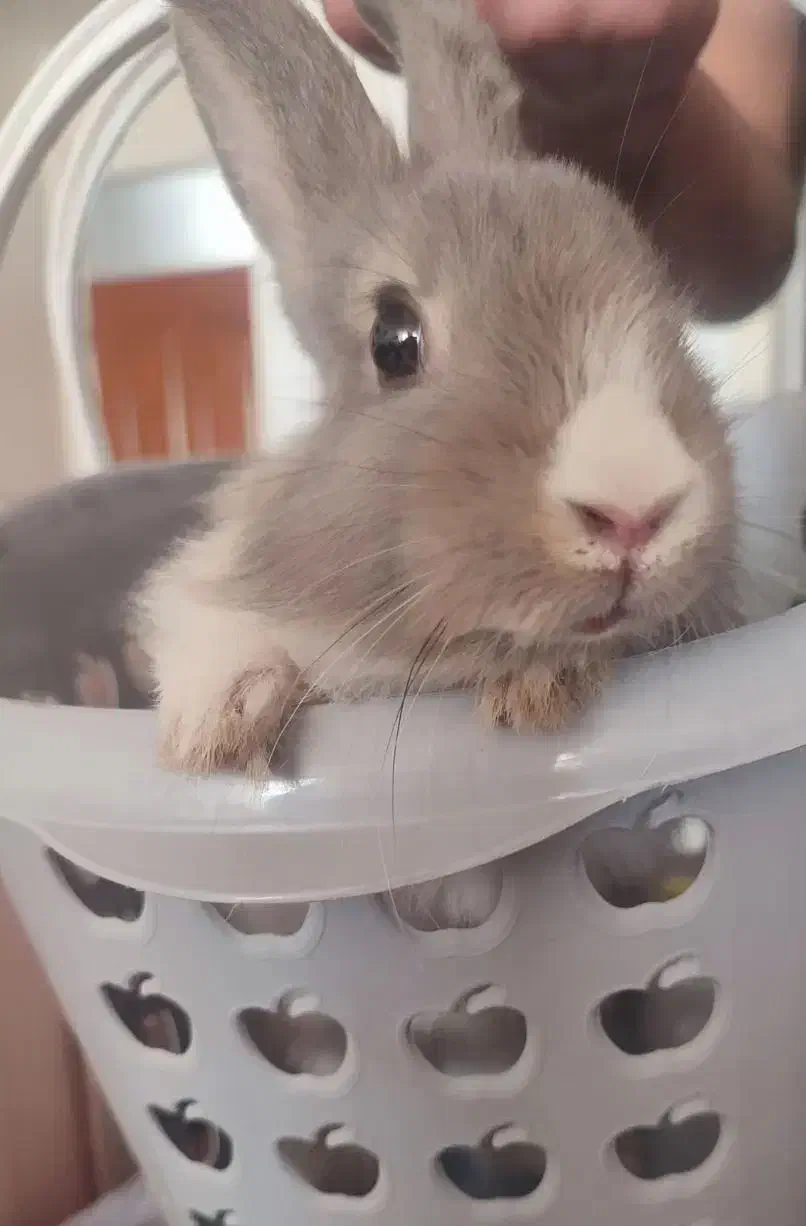 خرگوش دستی|موش و خرگوش|مهریز, |دیوار