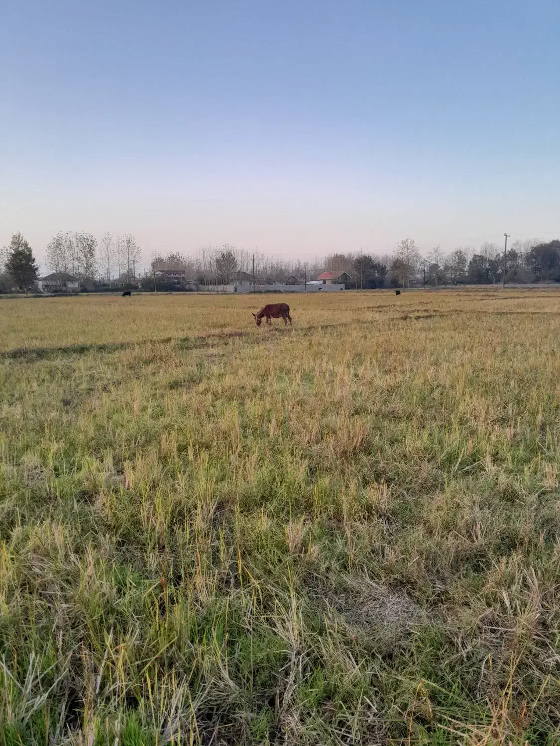 خر...جوون وسالم|حیوانات مزرعه|لشت نشا, |دیوار