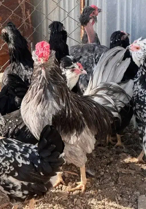 خروس گلین لری|حیوانات مزرعه|نی‌ریز, |دیوار