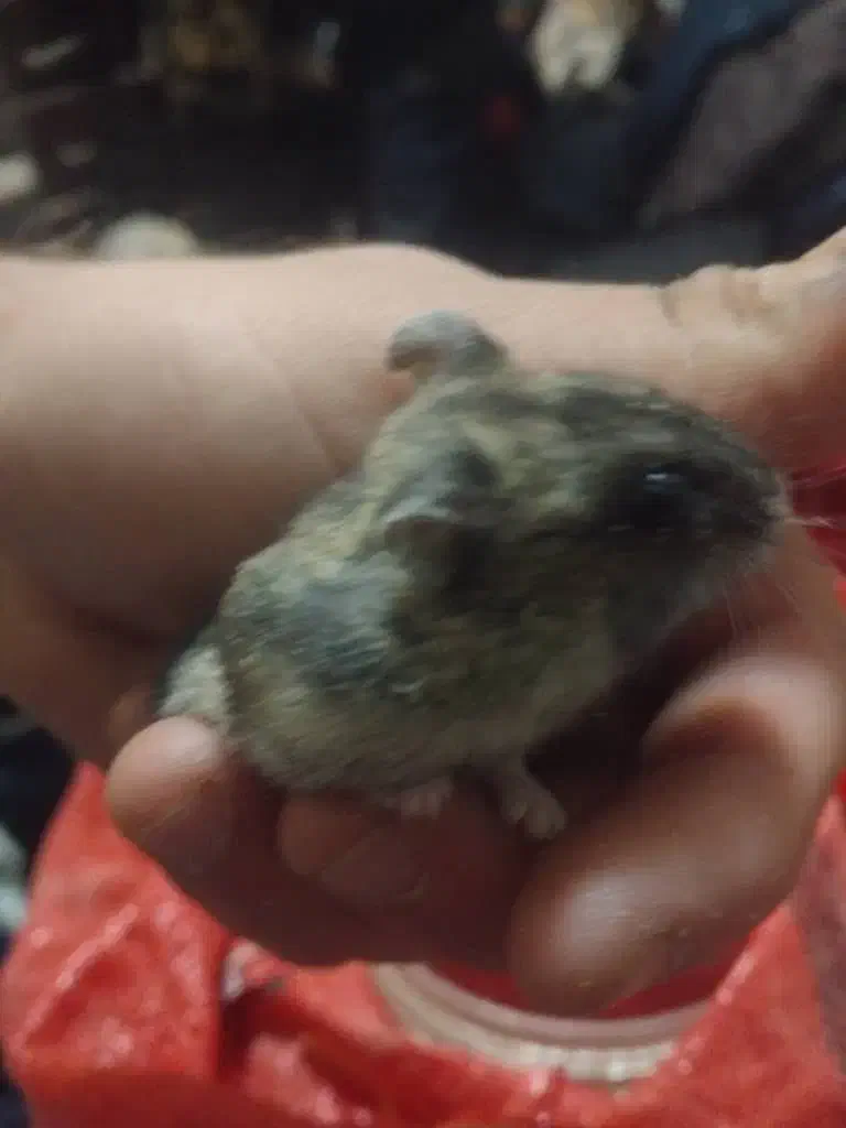 همستر کمپل|موش و خرگوش|تهران, شوش|دیوار