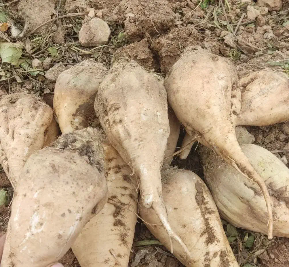 چغندر ملحمی و دامی|عمده‌فروشی|میاندوآب, |دیوار