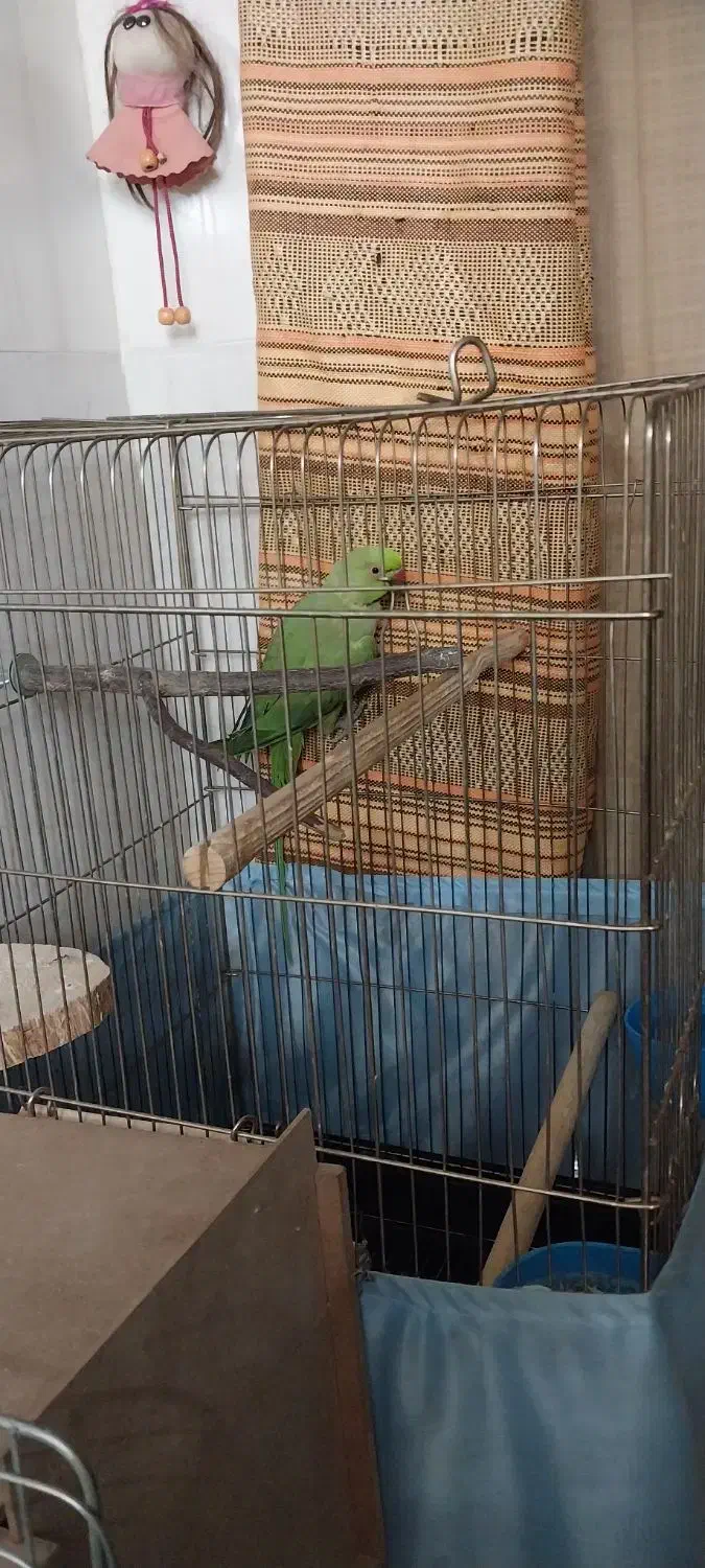 طوطی ملنگو ۲/۵ساله ماده بسیار سالم وخونگرم|پرنده|ری, ملک‌آباد|دیوار