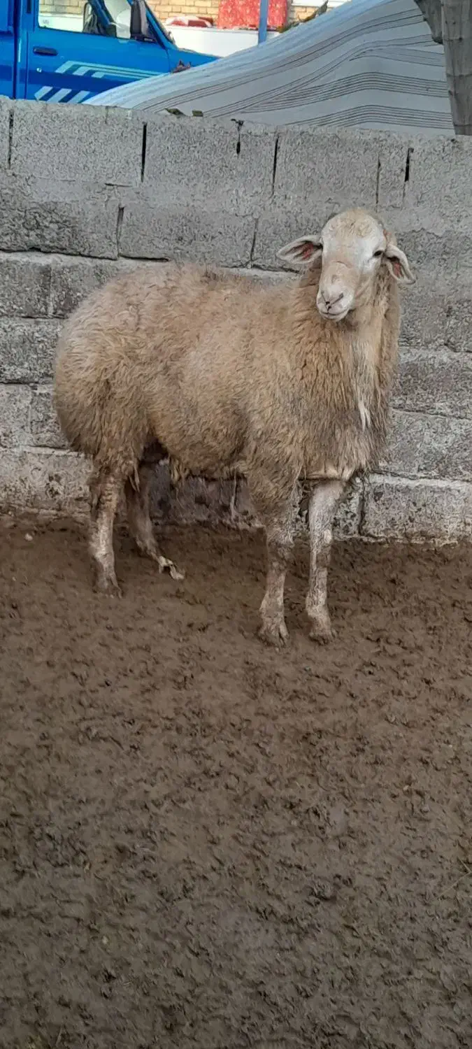 گوسفند|حیوانات مزرعه|گرمادوز, |دیوار