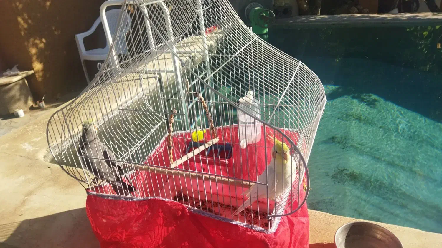 عروس هلندی بالغ آواز خوان|پرنده|نجفآباد, سعدی|دیوار