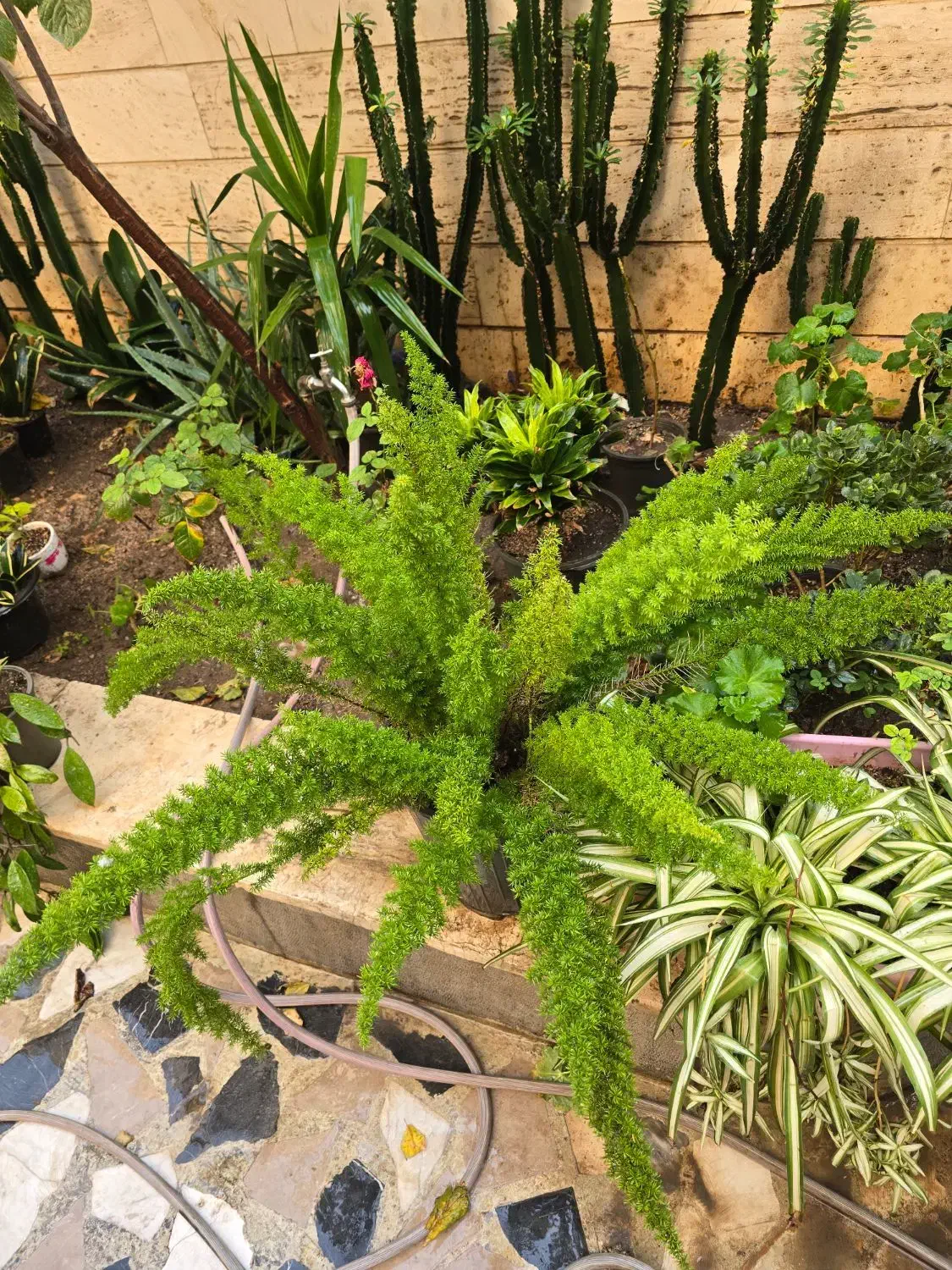 دم روباهی یا شویدی افوربیا با پیوند لاکتی|گل و گیاه طبیعی|تهران, سلسبیل شمالی|دیوار