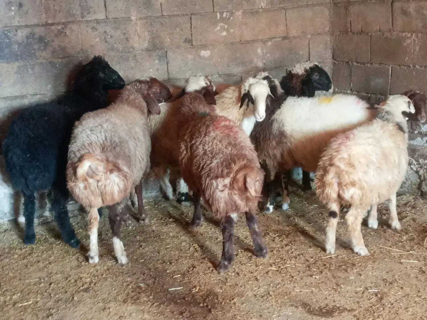 گوسفند|حیوانات مزرعه|نورآباد, |دیوار