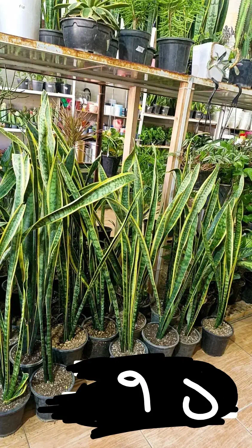 سانسوریا شمشیری لب طلایی|گل و گیاه طبیعی|بیرجند, |دیوار