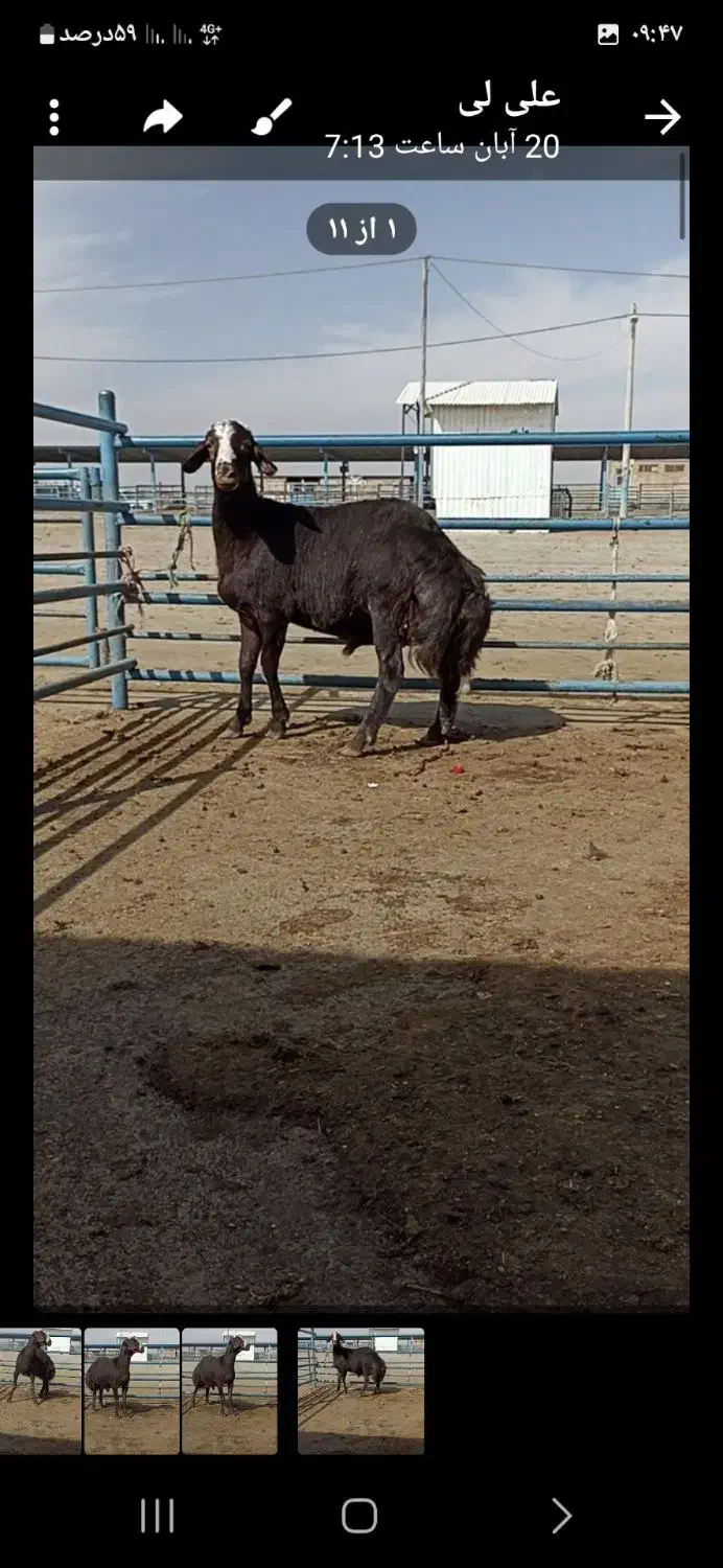 دامداری|حیوانات مزرعه|طاغنکوه, |دیوار