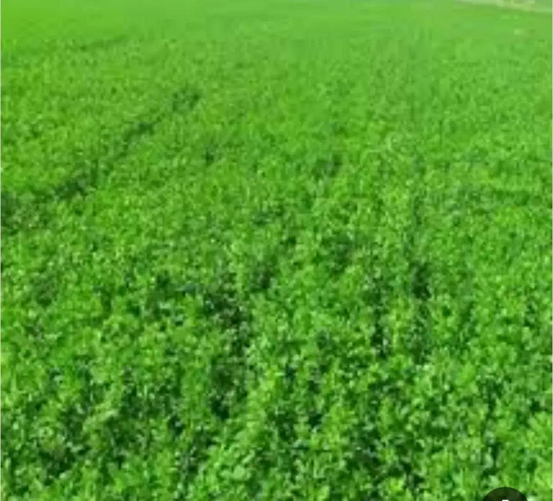 یونجه|حیوانات مزرعه|قروه, |دیوار