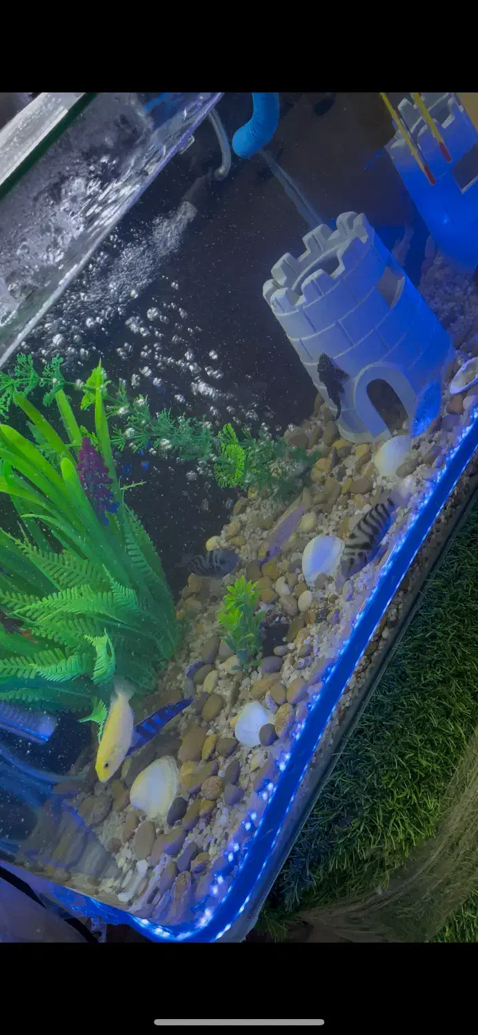 اکواریوم ماهی|ماهی|سنندج, |دیوار