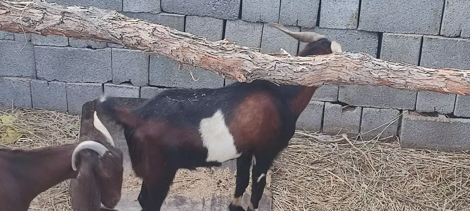 تعدادی گوسفند فروشی|حیوانات مزرعه|توکهور, |دیوار