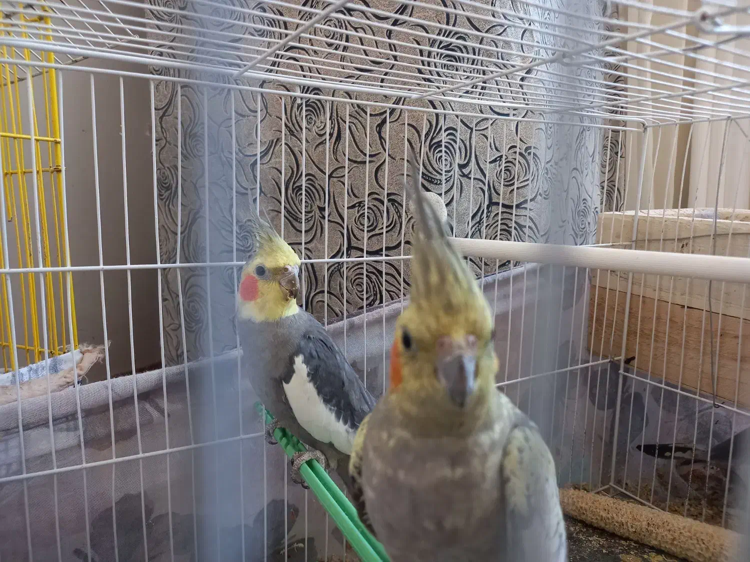 عروس هلندی|پرنده|طرقبه, |دیوار