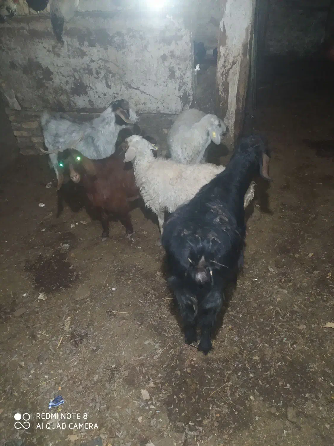 بز و گوسفند|حیوانات مزرعه|مشهد, ویلاشهر|دیوار