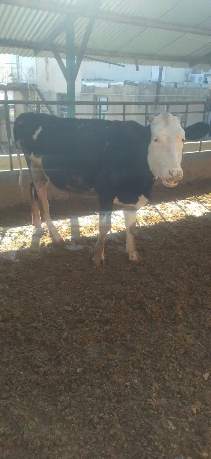 گوساله سیمینتال|حیوانات مزرعه|بیلوار, |دیوار