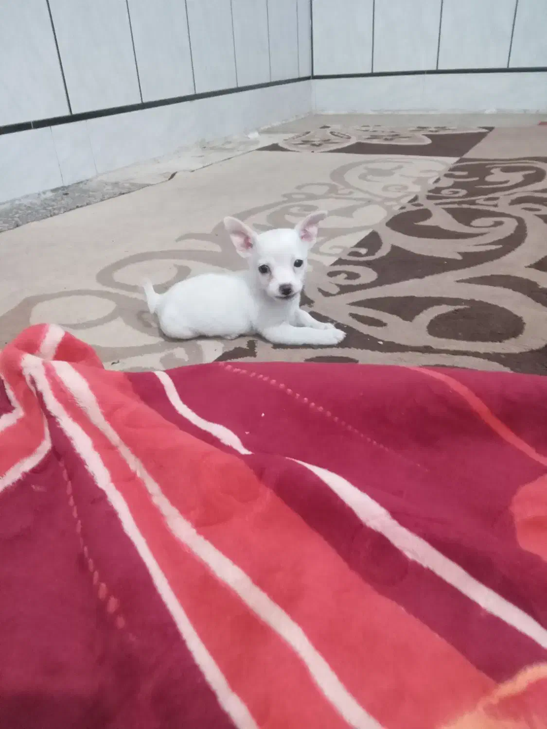 سگ شیواوانر|سگ|دزفول, |دیوار