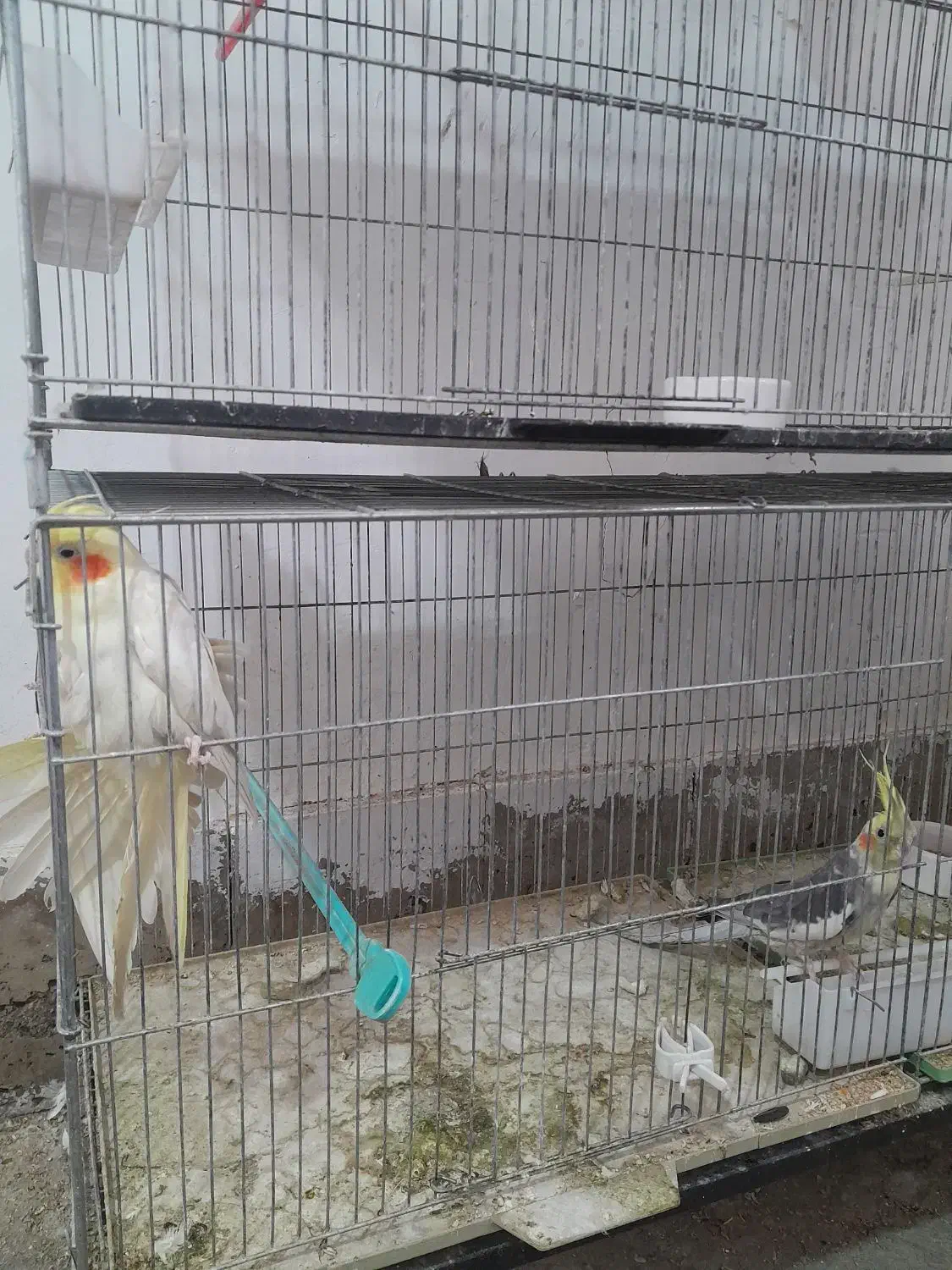 فروش تعدادی کوتوله و عروس هلندی|پرنده|رفسنجان, |دیوار