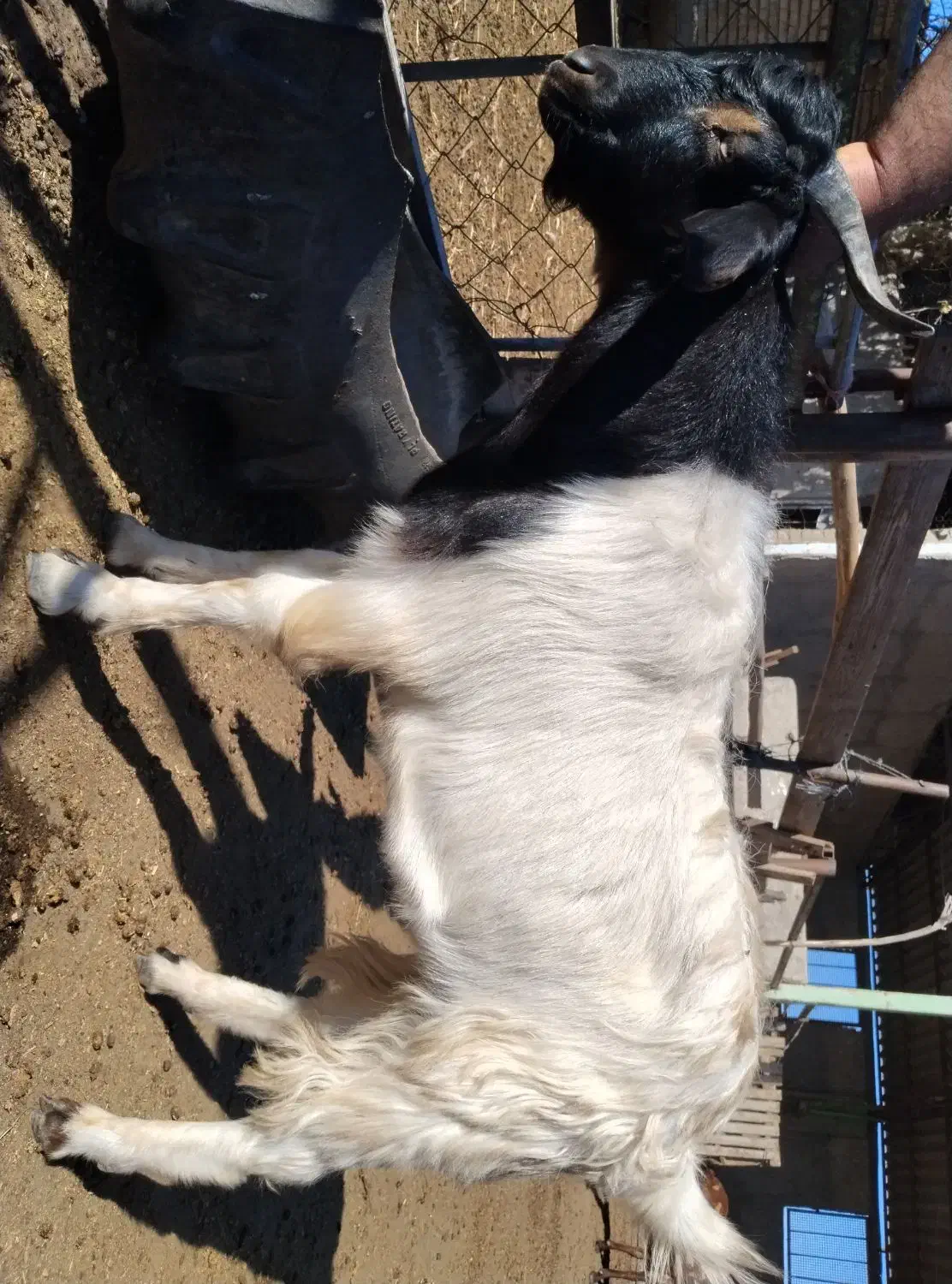 دو راس بزغاله نر و ماده سالم|حیوانات مزرعه|مزرعه کتول, |دیوار