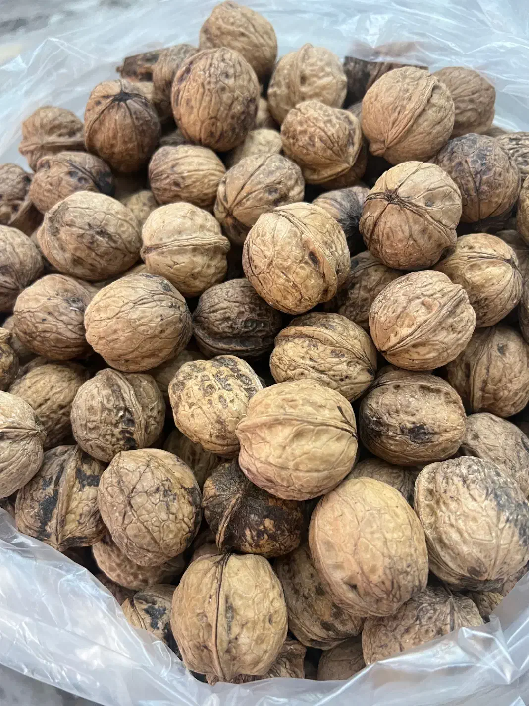 گردو امسال|خوردنی و آشامیدنی|تهران, چیتگر جنوبی|دیوار