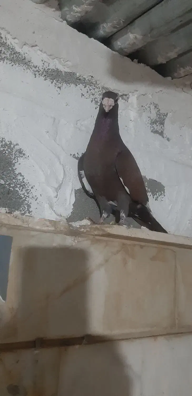 کفتر|پرنده|شیراز, پودنک|دیوار