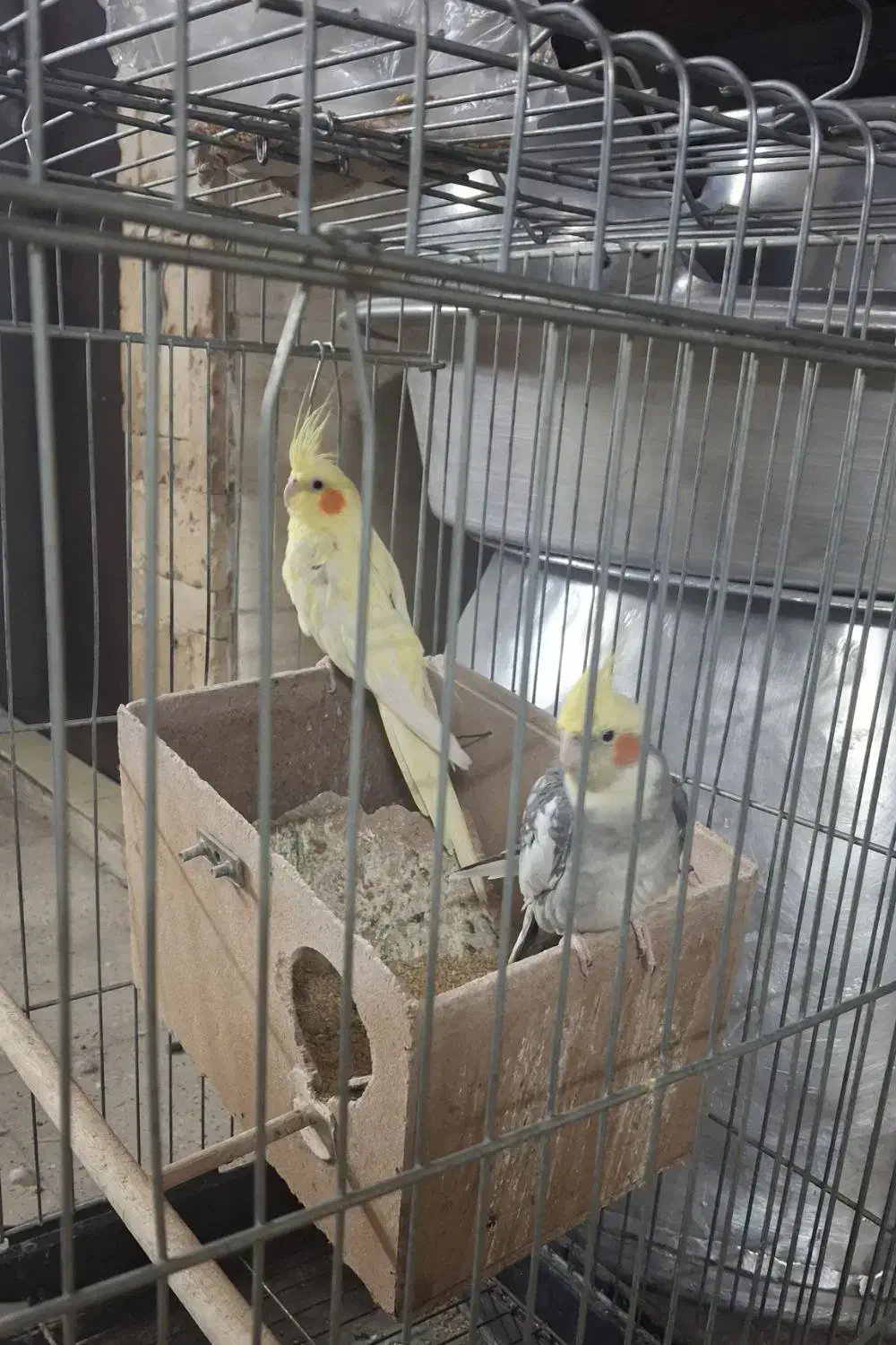 عروس هلندی|پرنده|تهران, مسعودیه|دیوار