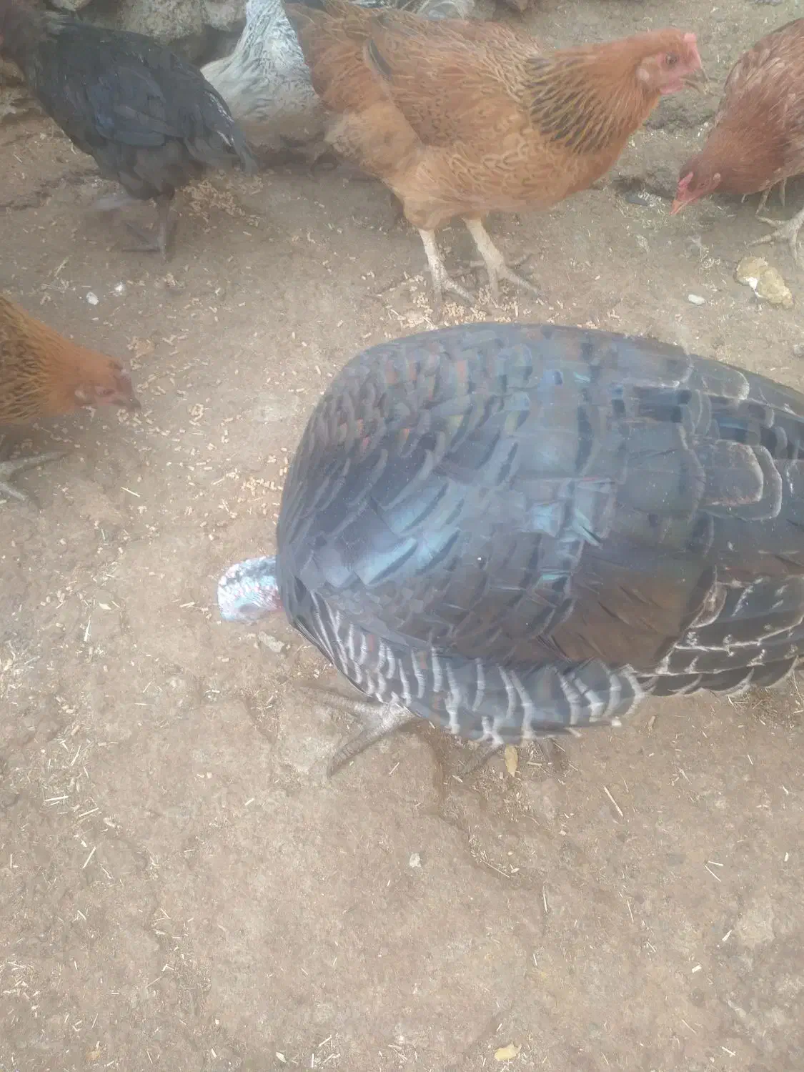 بوقلمون ومرغ|حیوانات مزرعه|بانه, |دیوار