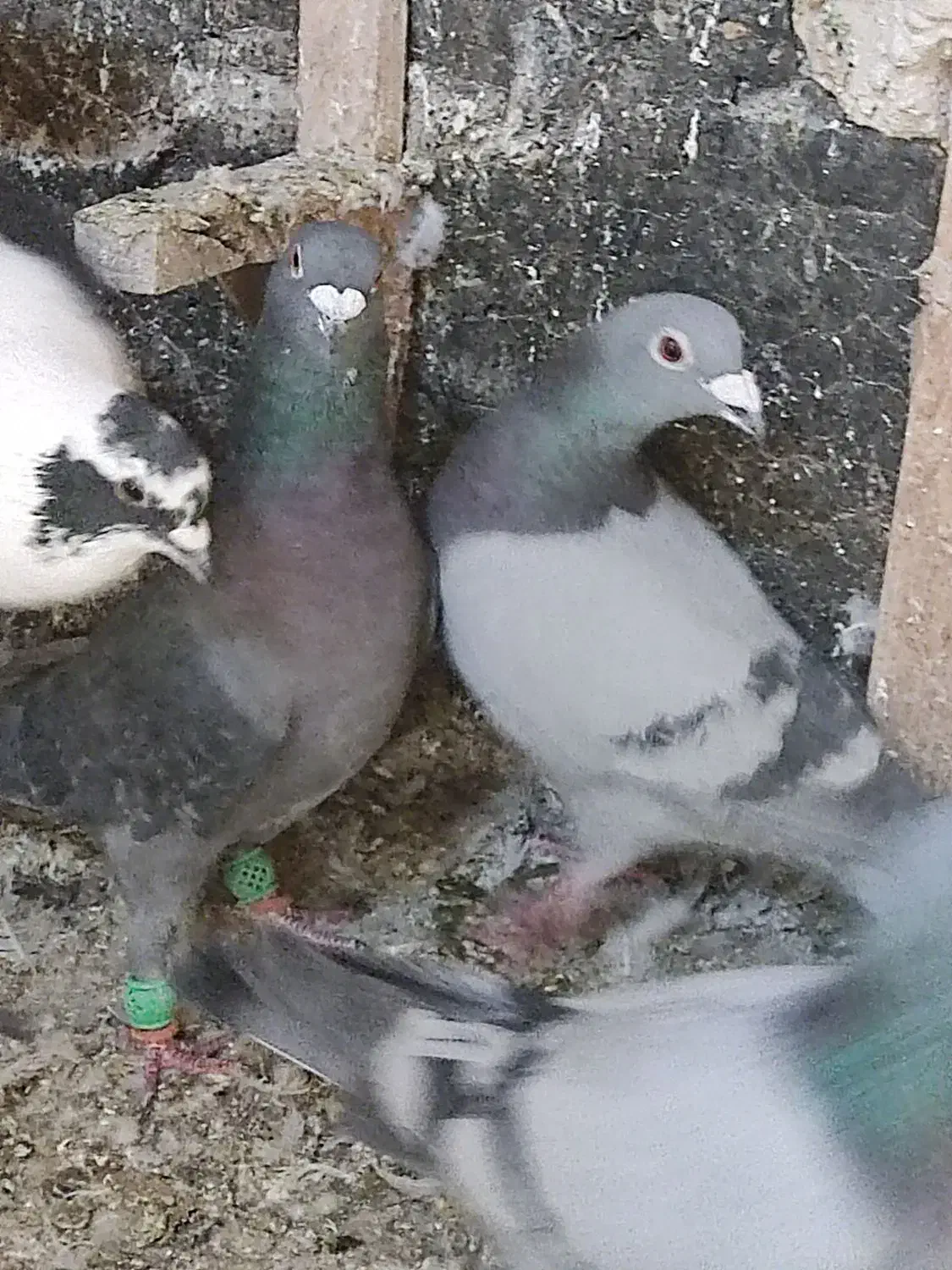 کفتر پلاکی|پرنده|شیراز, امام حسین|دیوار