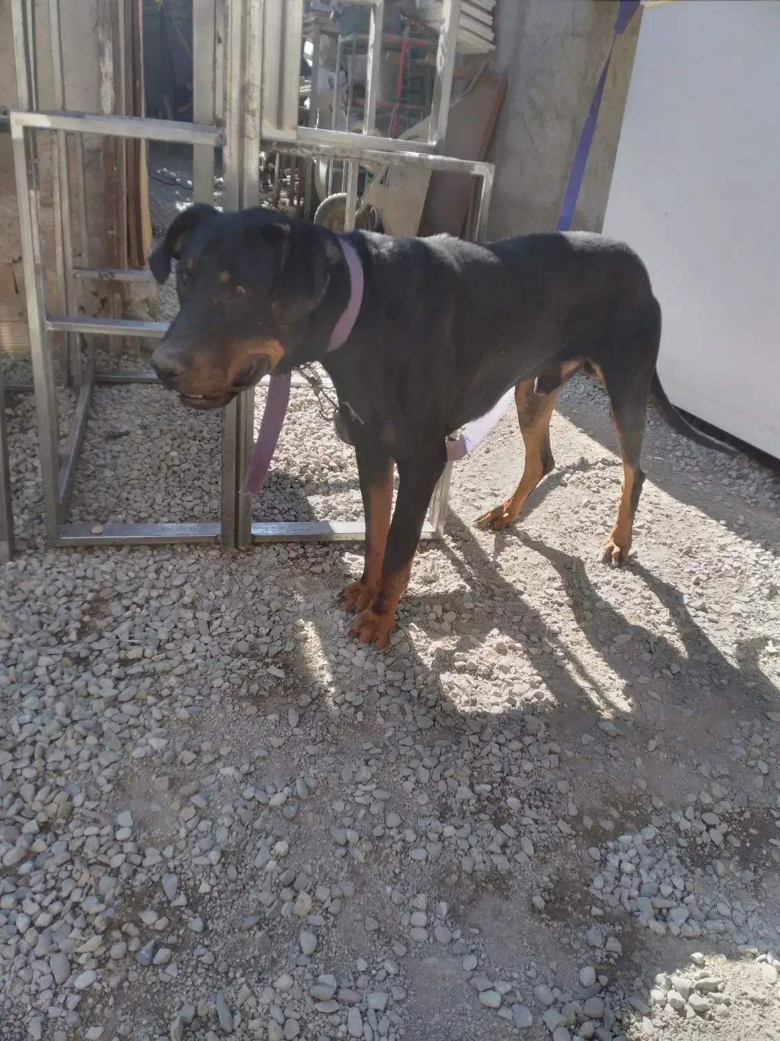 یک قلاده سگ دوبرمن|سگ|کرج, کمال‌شهر|دیوار