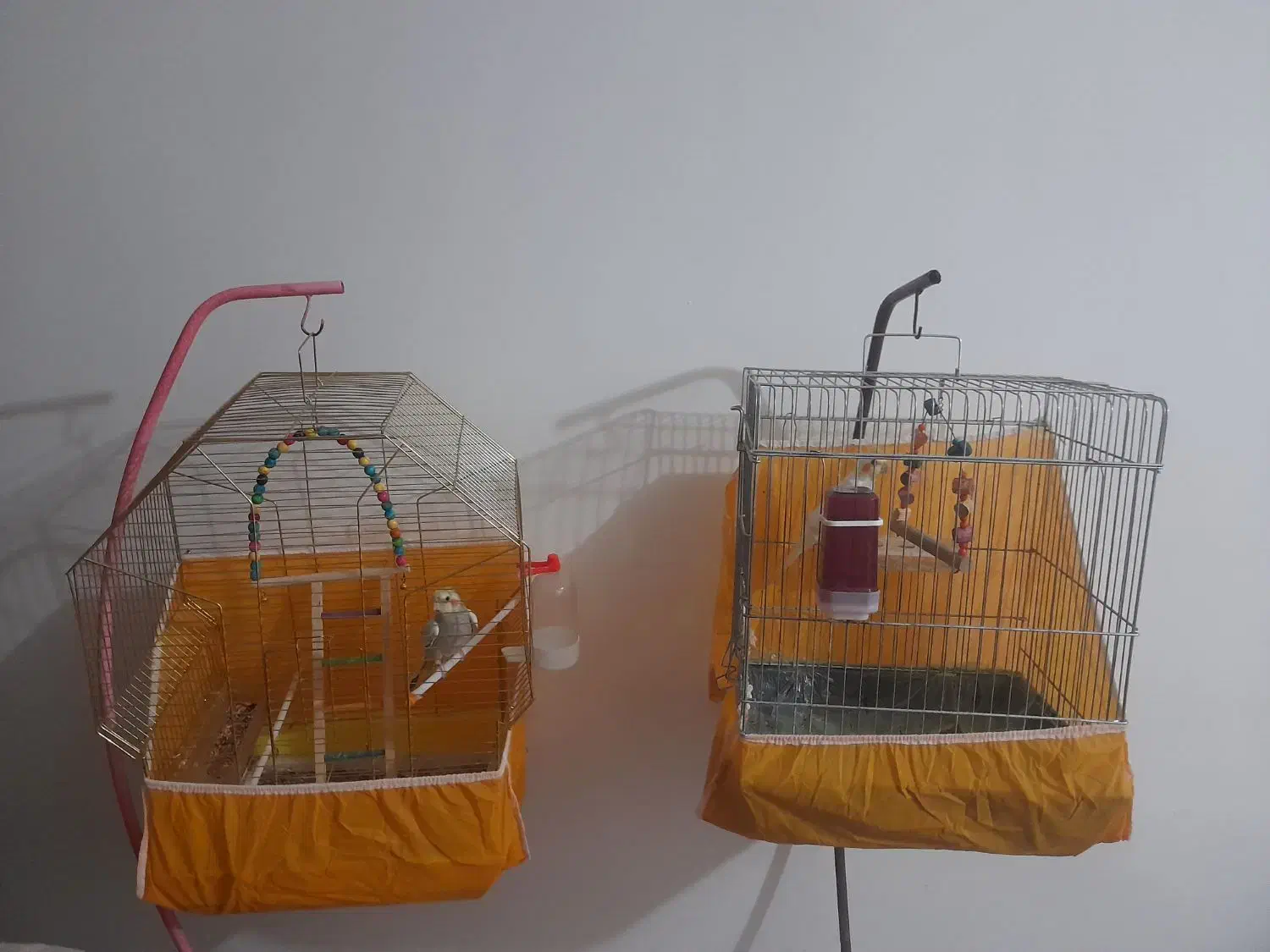 عروس هلندی|پرنده|زنده رود, |دیوار