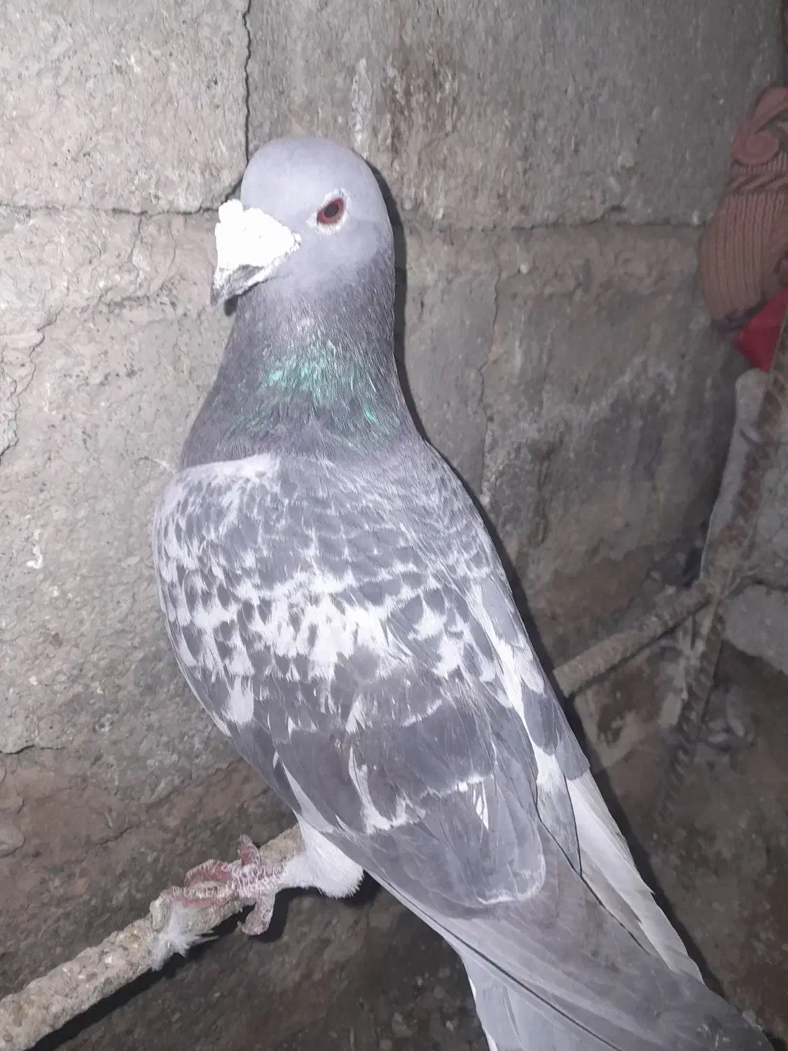 کبوتر فروشی|پرنده|سراوان, |دیوار