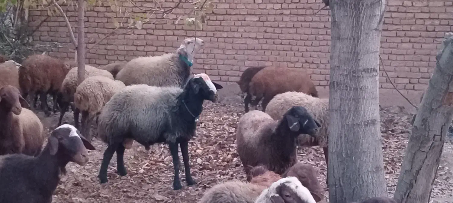 قوچ دو رگه  دو ساله|حیوانات مزرعه|کنگاور, |دیوار