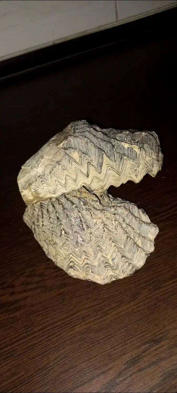 فسیل|کلکسیون اشیاء عتیقه|کرمانشاه, |دیوار