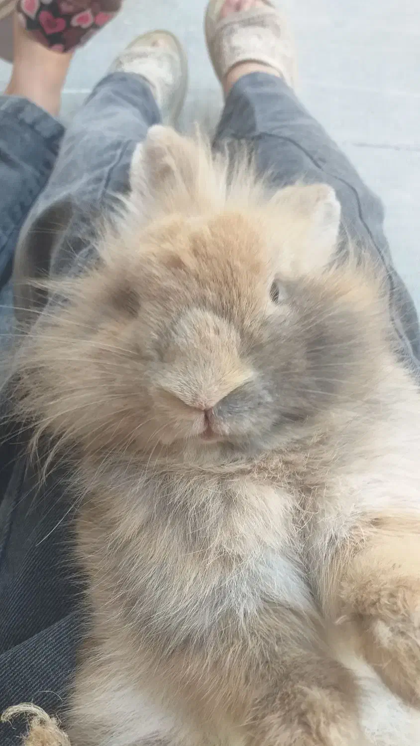 یک عدد خرگوش نر قهوه ای نژاد هلندی بالغ|موش و خرگوش|اردبیل, |دیوار