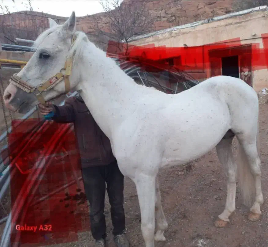 فروش اسب نر|اسب و تجهیزات اسبسواری|تبریز, |دیوار