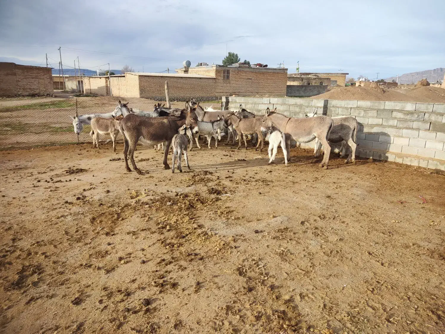 شیر الاغ|حیوانات مزرعه|مرودشت, رودبال|دیوار