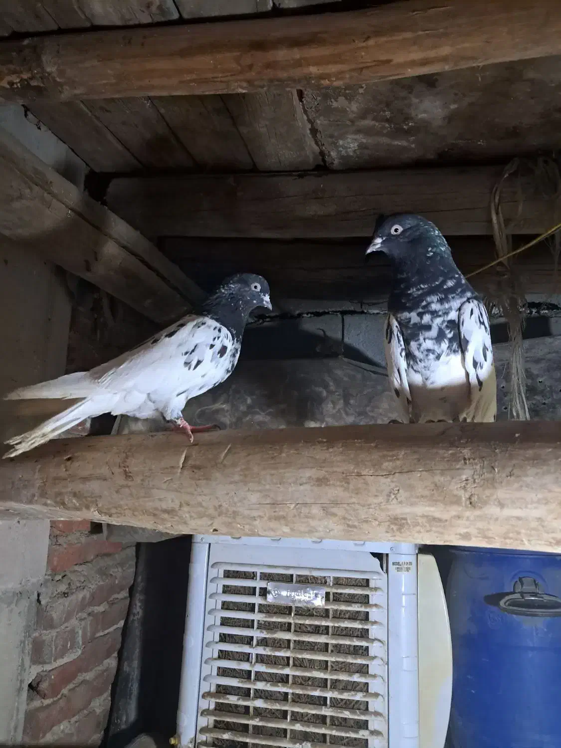 یک جفت کبوتر کله سیاه|پرنده|بناب, |دیوار