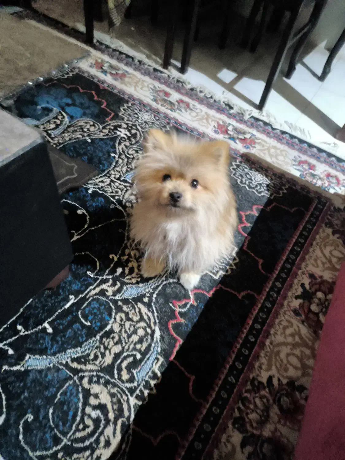 پامر خرسی|سگ|کرج, شاهین‌ویلا|دیوار