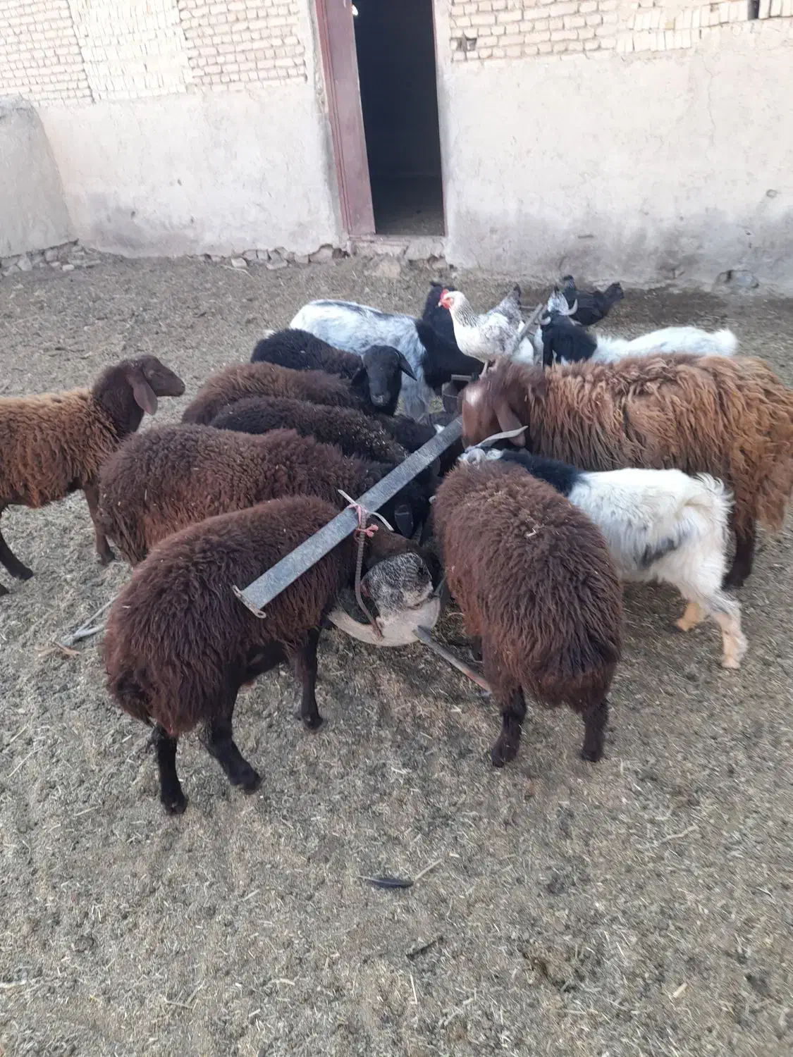 بره بزغاله بز با بزغاله|حیوانات مزرعه|شاهرود, |دیوار