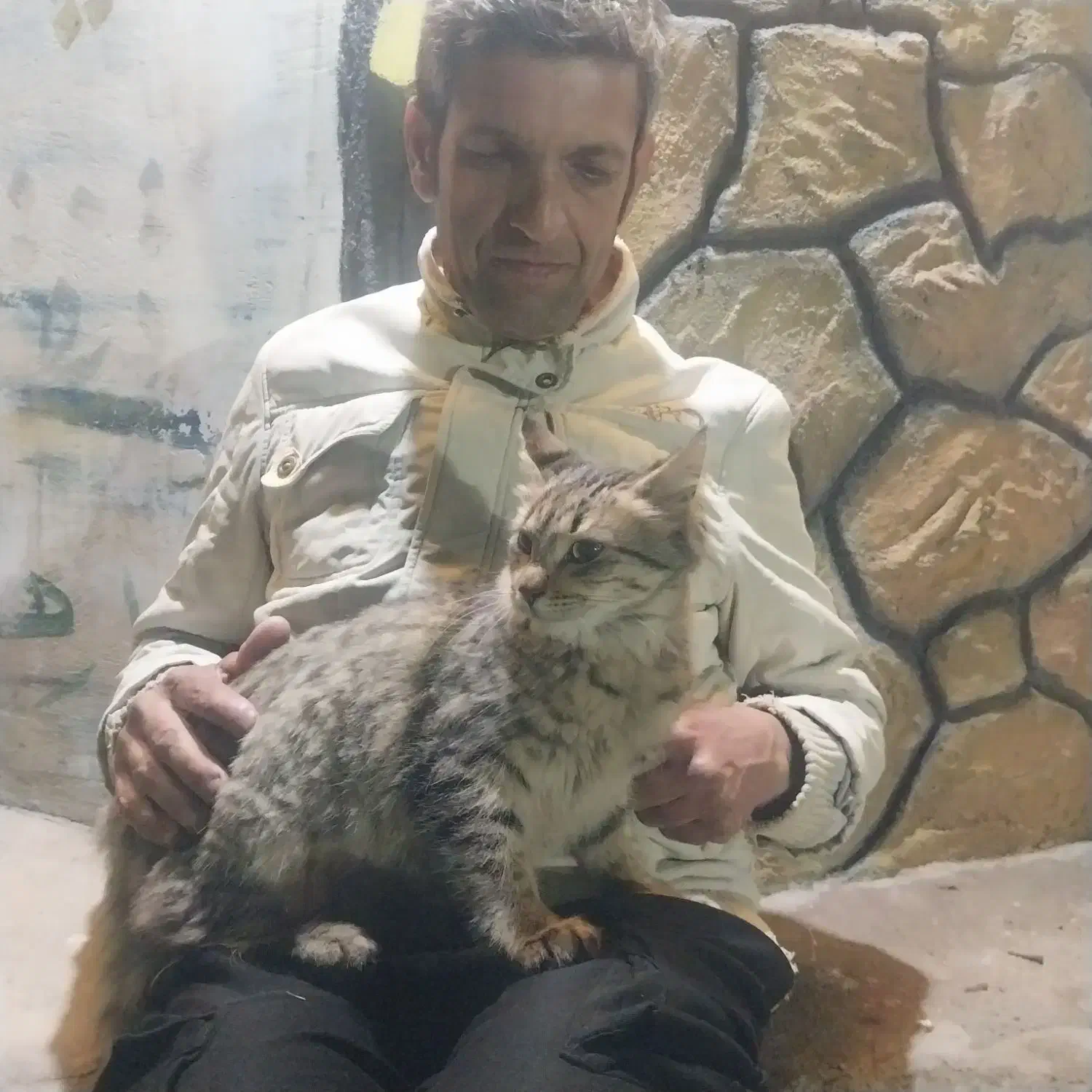 فروش گربه خونگی|گربه|دزفول, |دیوار