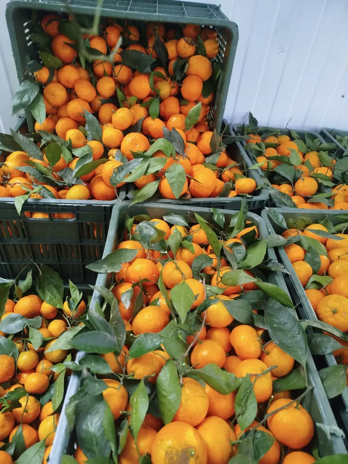 نارنگی درجه یک محلی عباس آباد|حراج|نشتارود, |دیوار