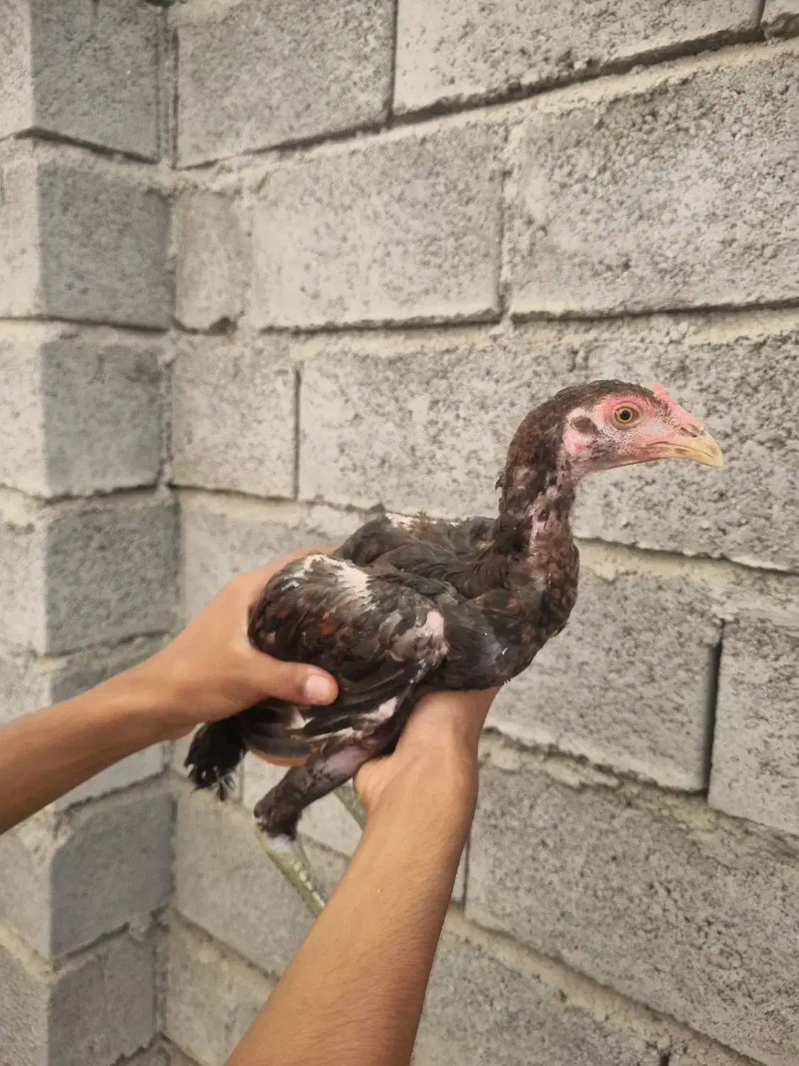 جوجه لاری چابهاری|حیوانات مزرعه|میناب, |دیوار