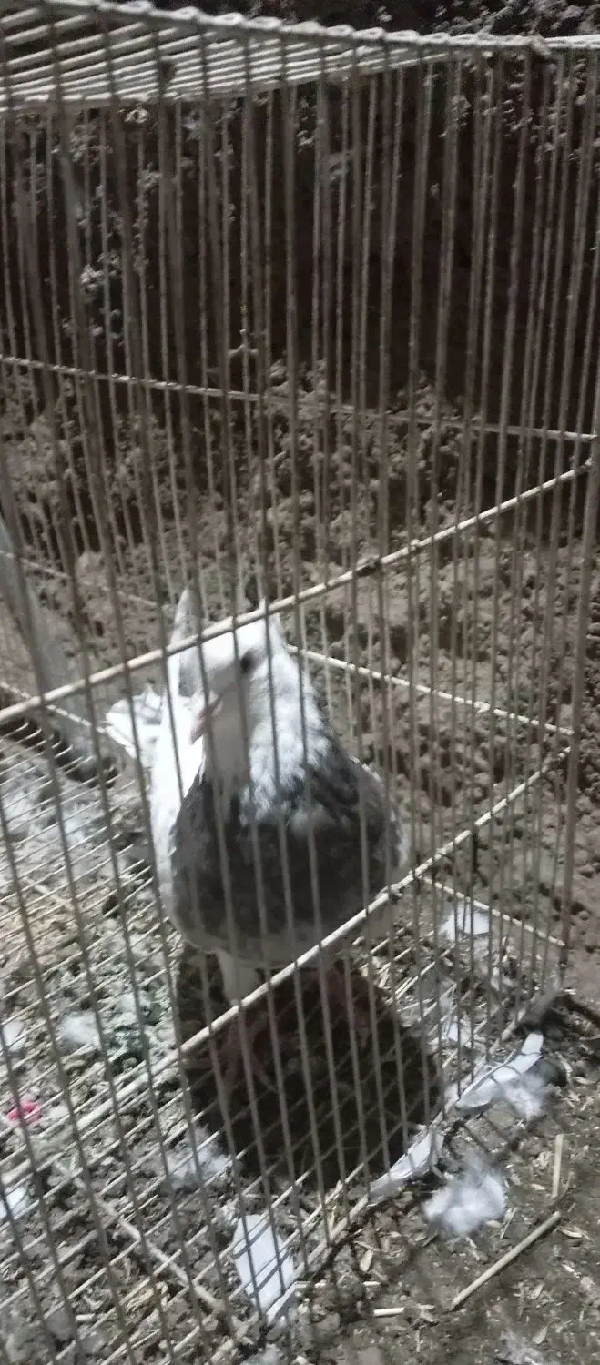 کفتر طوقی|پرنده|طرقبه, |دیوار